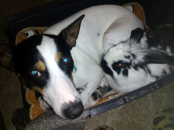 Nuestras mascotas!! - 2