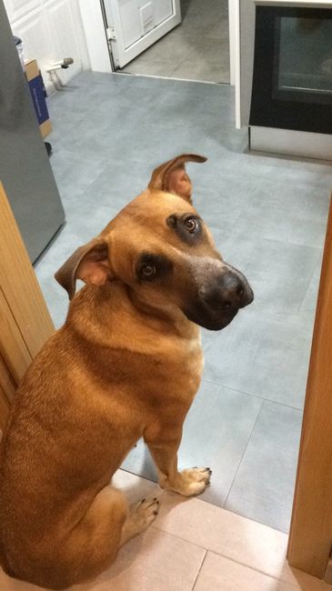 ¿Cómo se llama vuestra mascota? - 1