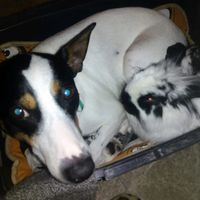 Nuestras mascotas!! - 2