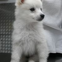 ¿Tu mascota llevará algún complemento? - 1