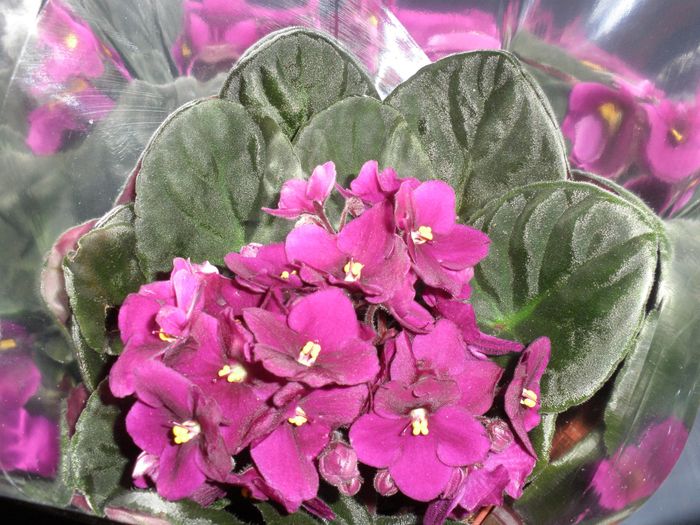 lilas :)