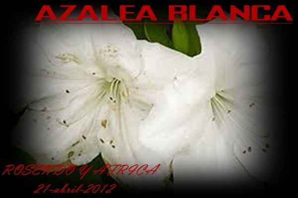la azalea