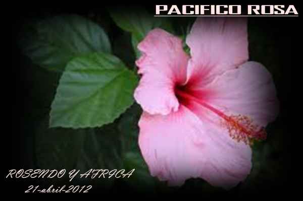 pacifico
