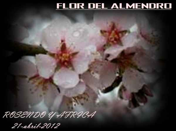flor del almendro