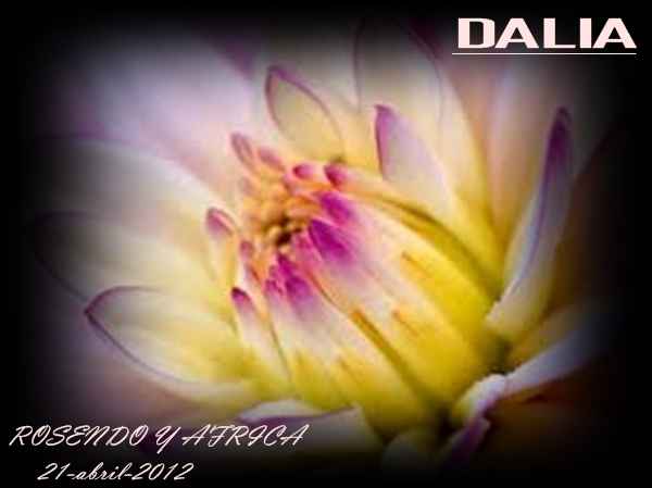 dalia