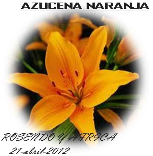 azucena