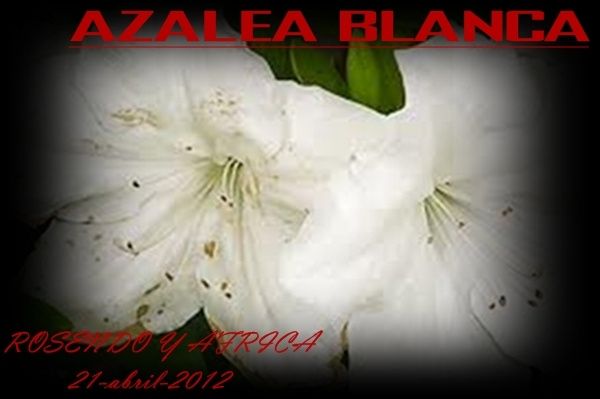 la azalea