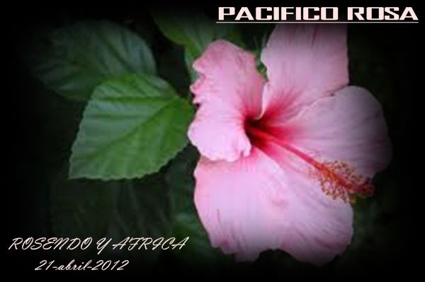 pacifico