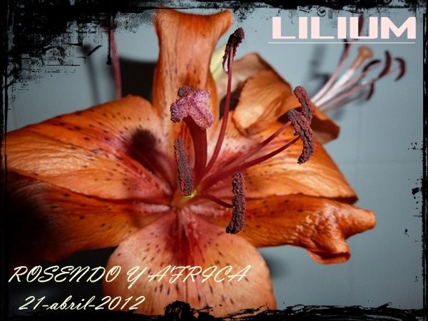 lilium