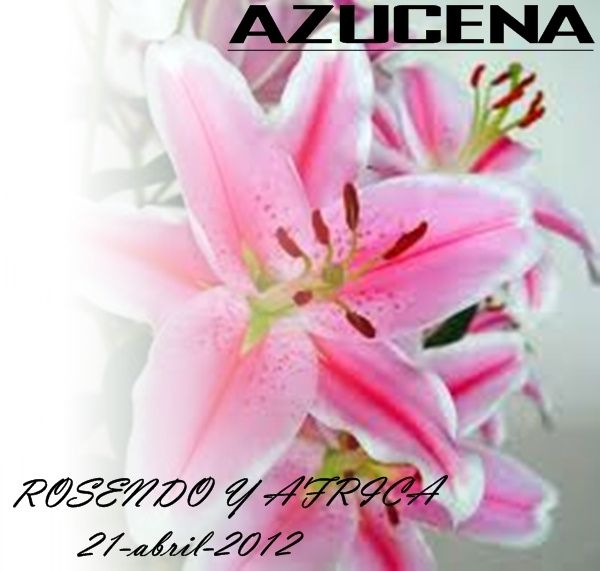 azucena