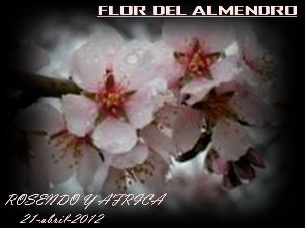 flor del almendro