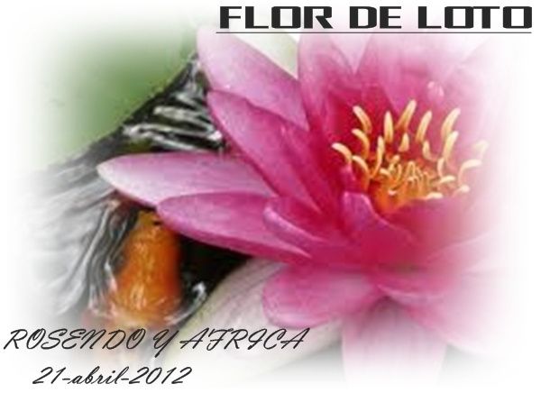 flor loto