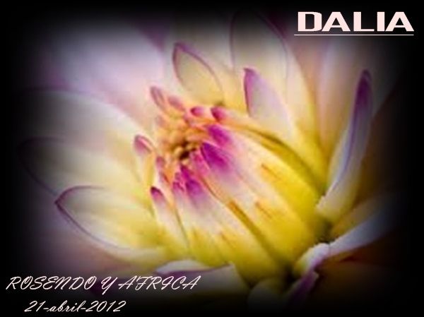 dalia