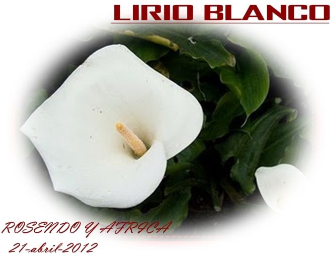 lirio