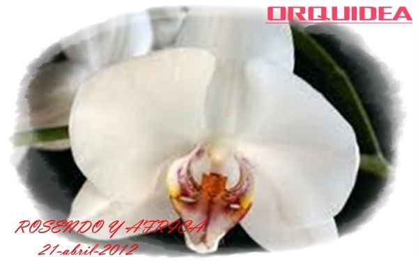 orquidea