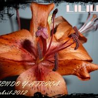 lilium