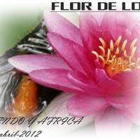 flor loto