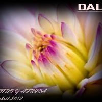 dalia