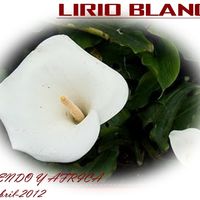 lirio