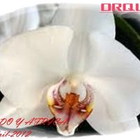 orquidea