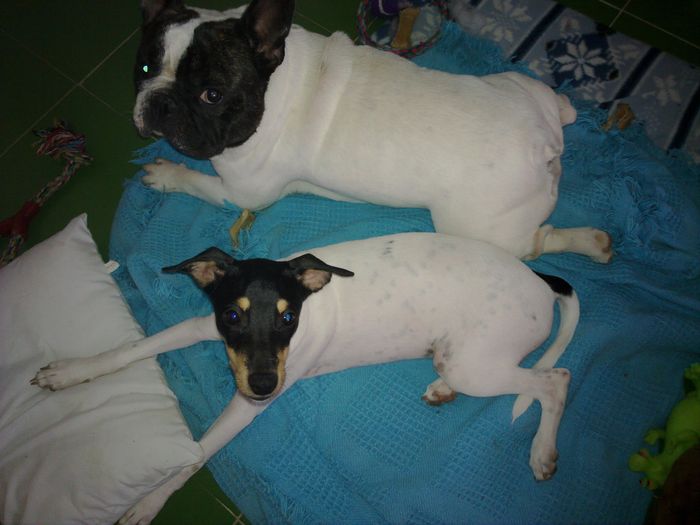 Mis Gordis