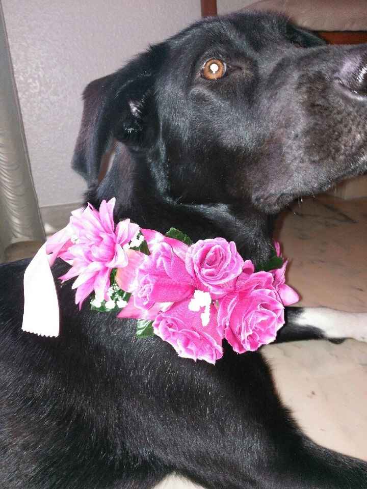 Collar de flores para mi mascota :) - 3