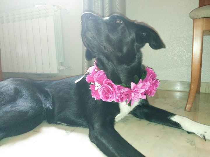 Collar de flores para mi mascota :) - 4