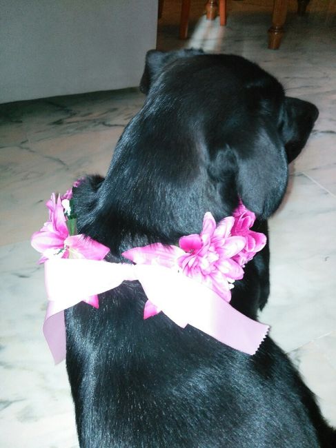 Collar de flores para mi mascota :) - 5