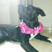 Collar de flores para mi mascota :) - 4