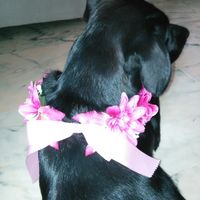 Collar de flores para mi mascota :) - 5