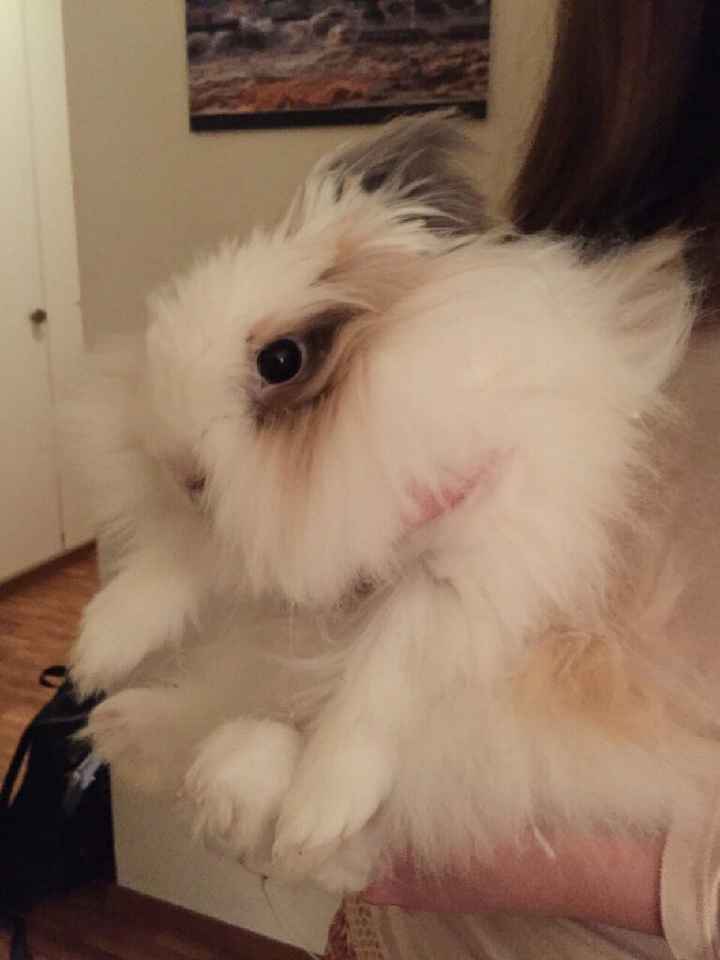 ¿Cómo se llama vuestra mascota? - 1