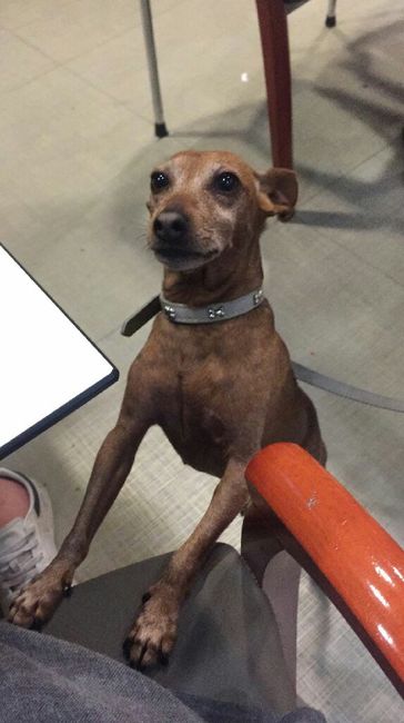 ¿Cómo se llama vuestra mascota? - 2