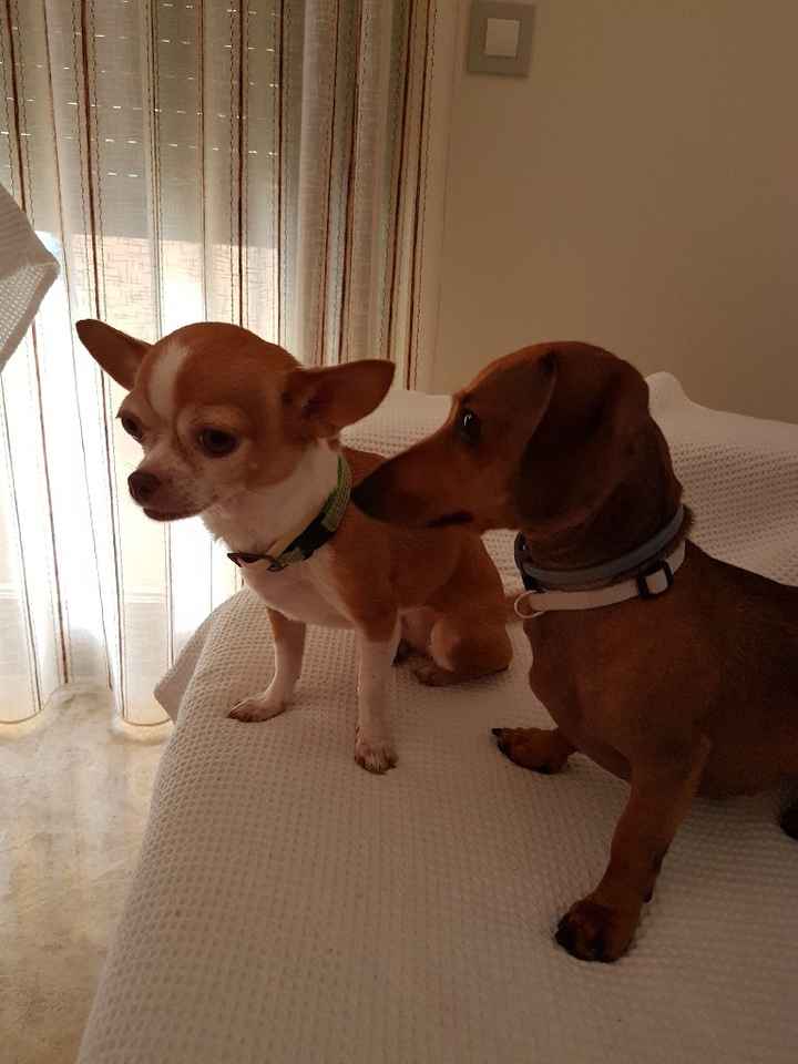  Cuantas quereis que os acompañe vuestro perrihij@!!! - 1
