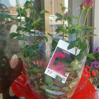 Sant jordi - 1
