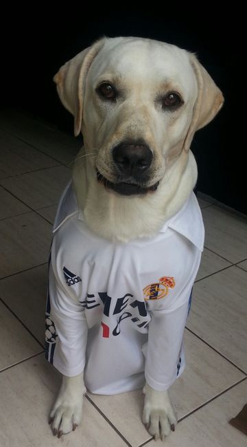 Nuestras mascotas!! - 3