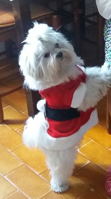¿Cómo se llama vuestra mascota? - 1