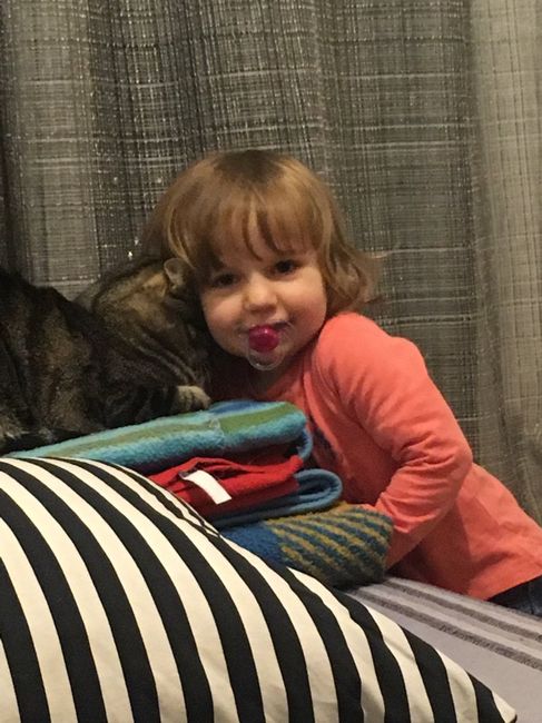 Mascotas en casa: ¿sí o no? - 1