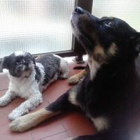 ¿Perro en la boda? ¿Sí o no? - 1