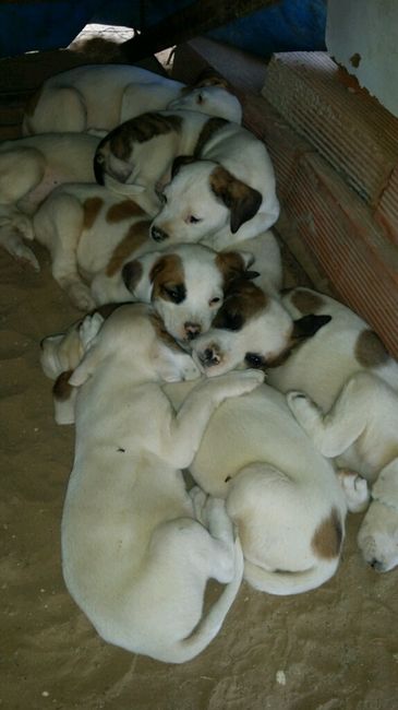Nuestras mascotas!! - 2