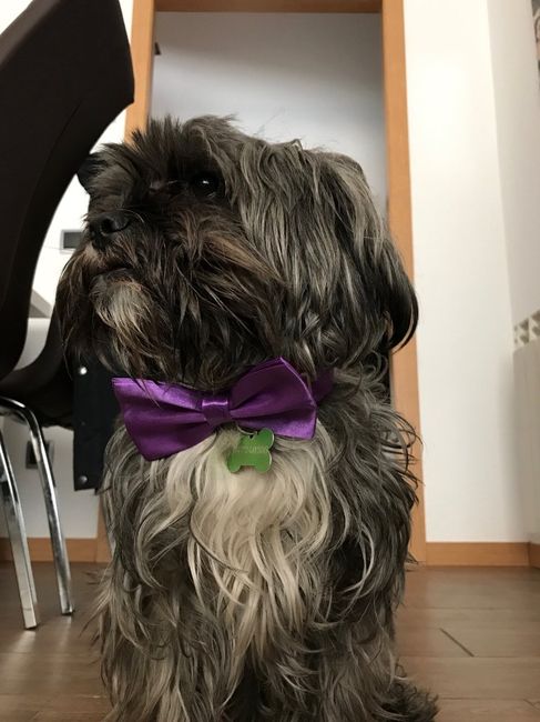 Pajarita de mi perro - 1