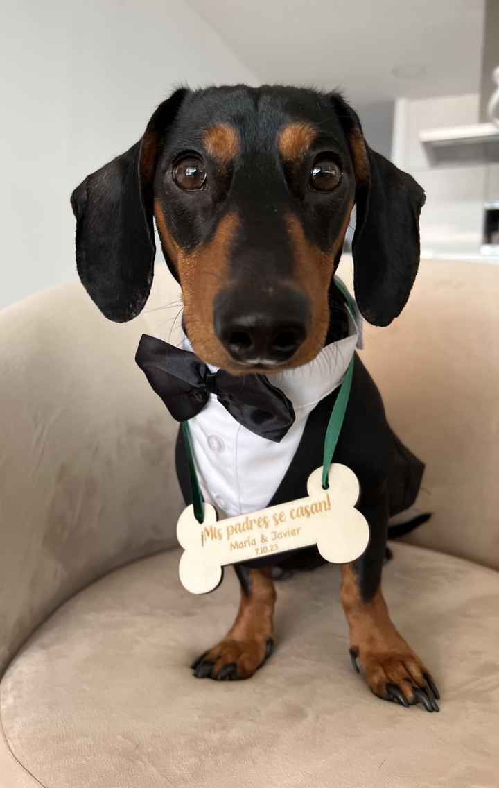 En busca de wedding planner - 1