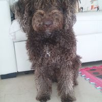 ¿Cómo se llama vuestra mascota? - 1