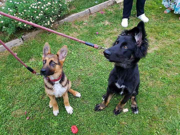 ¿Cómo se llama vuestra mascota? - 1