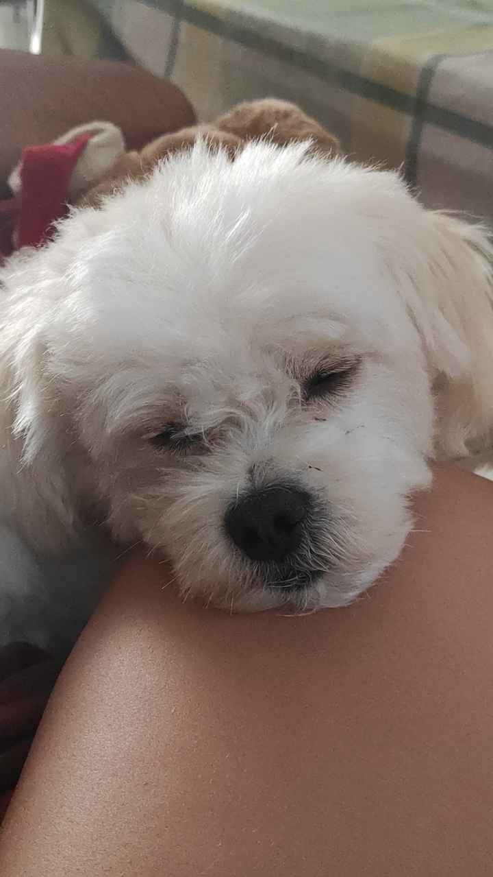 ¿Os gustaría que esta perrita os llevara las alianzas? - 1