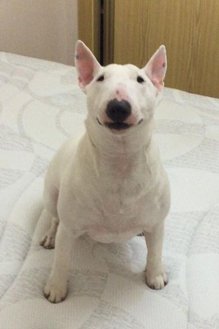 Mi bonita