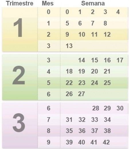 Tabla meses embarazo
