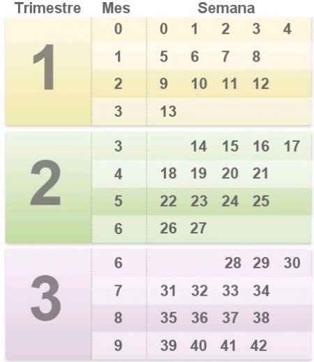 Tabla meses embarazo