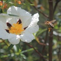 Abeja
