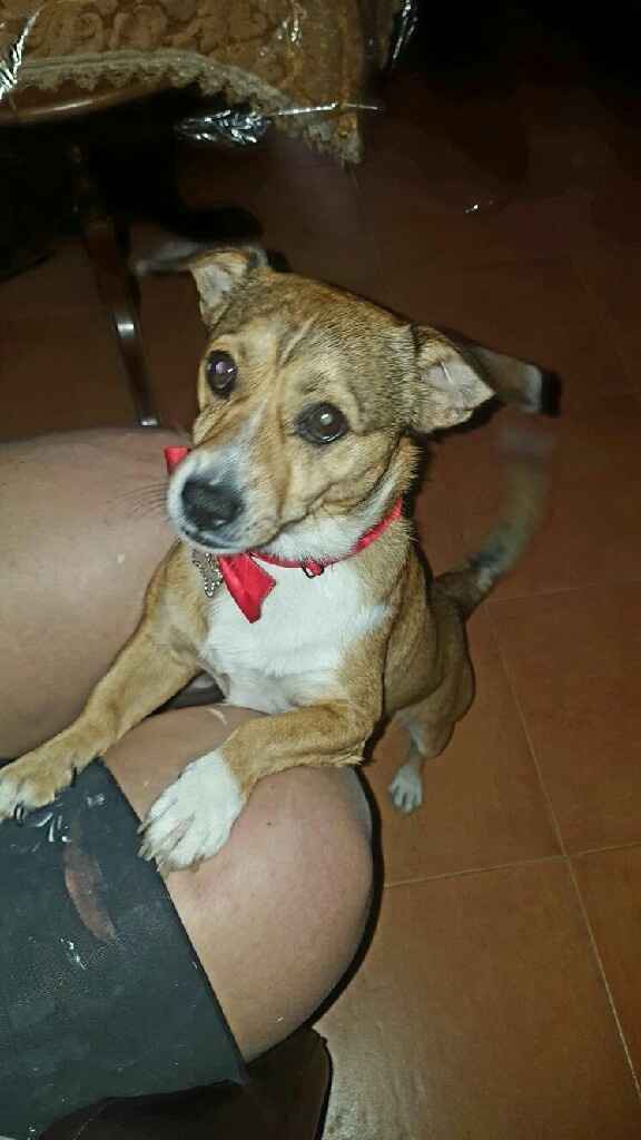 Mascotas de boda - 1