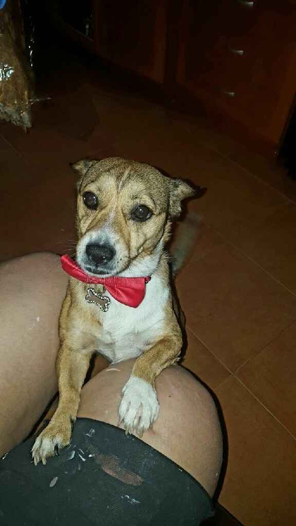 Mascotas de boda - 2